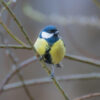 yellow and blue great tit perched on a twig