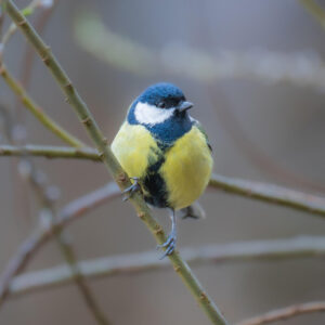 yellow and blue great tit perched on a twig