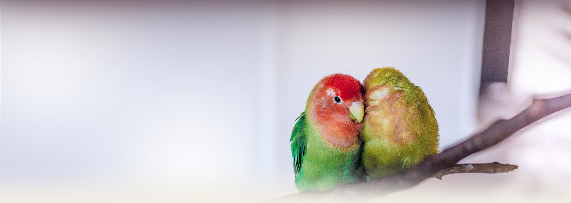 Beak grinding is a normal behavior. Parrots often grind their