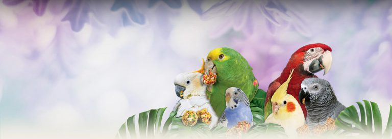portraits of cockatoo, Amazon, budgie, cockatiel, macaw, and African grey parrot eating Nutri-Berries