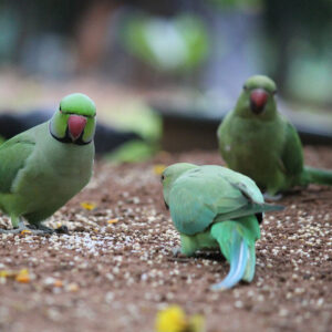 three Indian ring-necked parakeets on the ground foraging