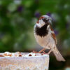 sparrow perched on a decorative pot outside