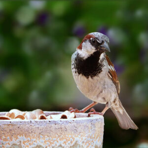 sparrow perched on a decorative pot outside