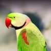 Alexandrine parakeet