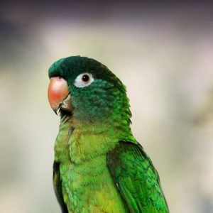 blue-crowned conure