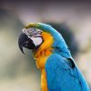 blue-and-gold macaw