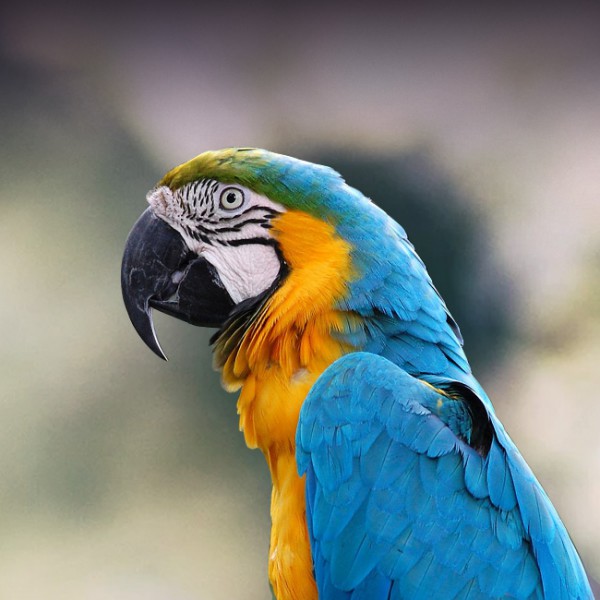 blue green yellow parrot