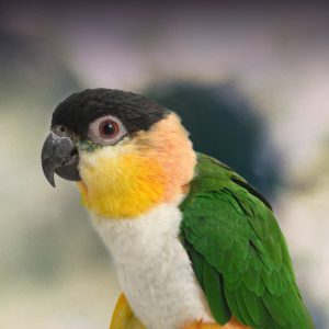 Caique, white-bellied caique