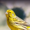 canary