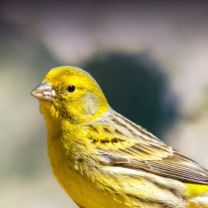 yellow gloster canary