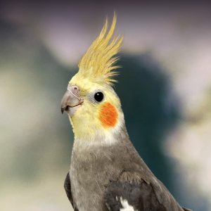 Cockatiel Chart