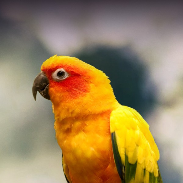 Sun Conure Personality Food Care Pet Birds By Lafeber Co,White Sweet Potato Fries