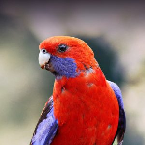 Golden Mantled Rosella: Discover the Enchanting Beauty of this Colorful Bird