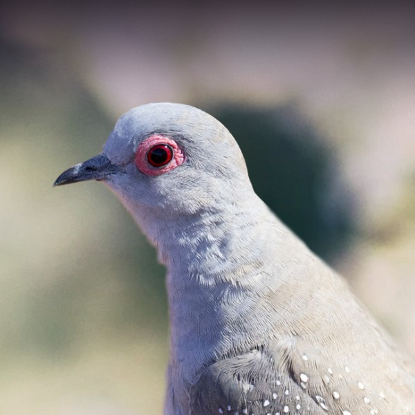 raising doves as pets