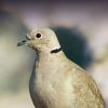 ring-necked Dove