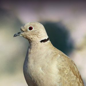 African Ring-necked Dove - Once in a Wild