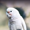 Goffin's Cockatoo