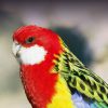 Golden-Mantled Rosella