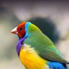 Gouldian finch