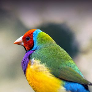 Gouldian finch