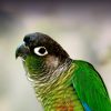 green-cheeked conure