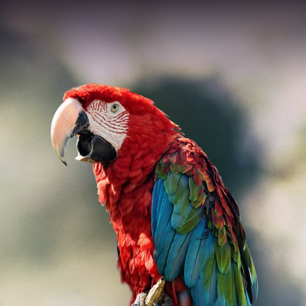 Red and Blue Macaw Parrots