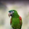 Hahn's Macaw