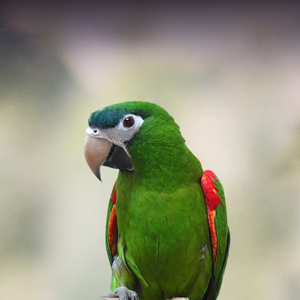 Miniature macaw cheap