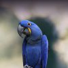 hyacinth macaw