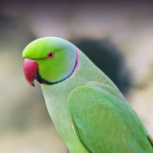 Albino best sale alexandrine parrot