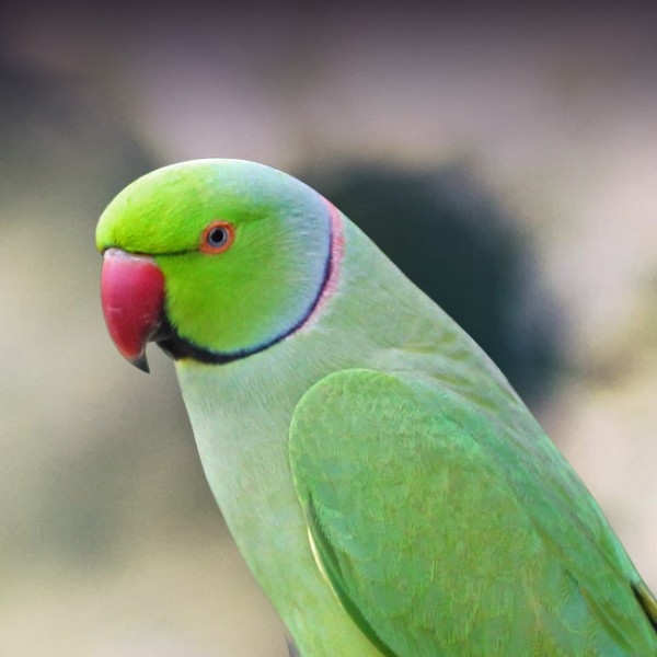 indian green parrot