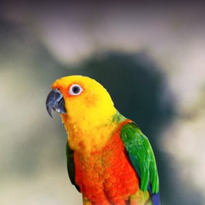 Sun Conure Weight Chart