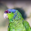 lilac-crowned Amazon parrot