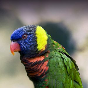 Rainbow Lory