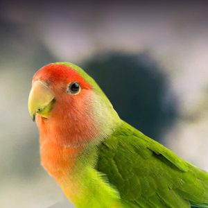 lovebird types