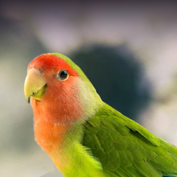 Petco lovebirds shop