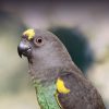 Meyer's Parrot