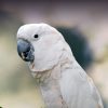 Moluccan cockatoo