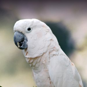 White sales parrot food