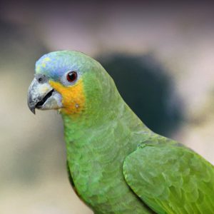 orange-winged Amazon parrot