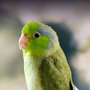 Parrotlet Mutation Chart