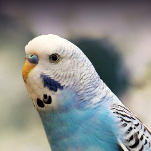 blue budgerigar