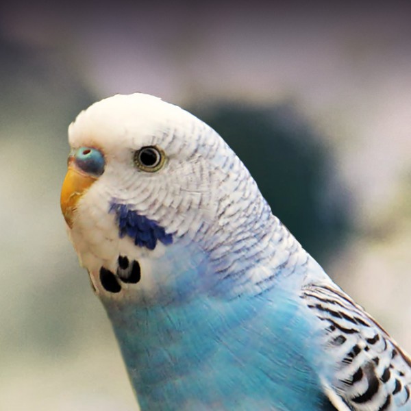 Budgie (Parakeet) Personality, & Care – Pet Birds by Lafeber Co.