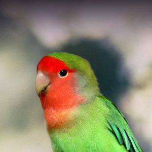 peach faced lovebird pied