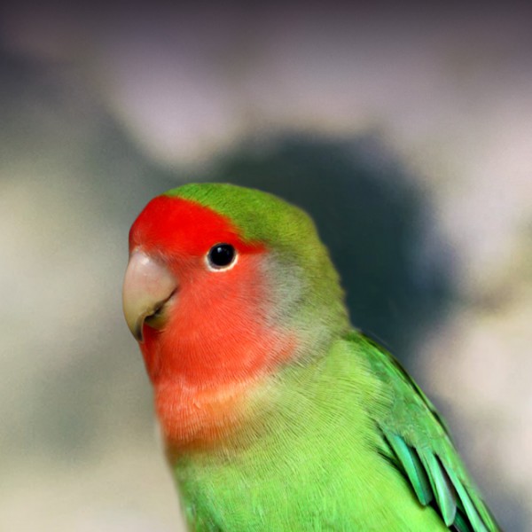 african lovebirds male and female