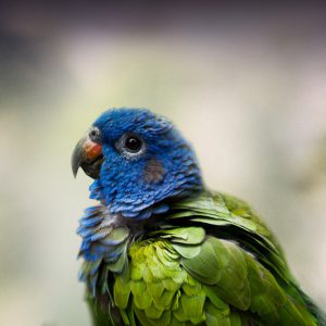 blue parakeet