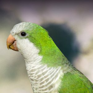 green talking bird