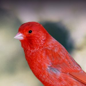 red-factor canary
