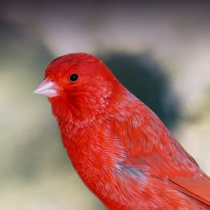 canary bird price