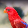 Red Lory